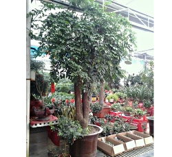 天津幸福树