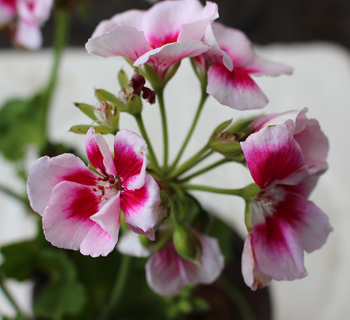 室内绿植花卉